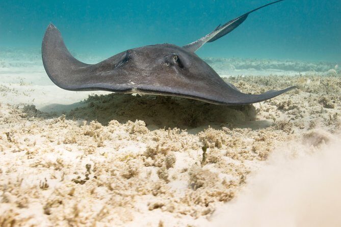 Riviera Maya Luxury Snorkeling Cruise with Lunch and Drinks - Food and Open Bar: Light Lunch, Strong Vibes