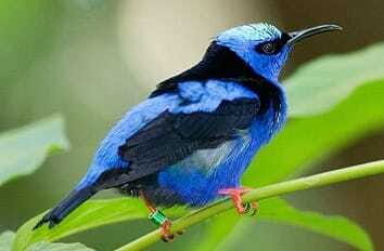 Riviera Maya: Puerto Morelos 4-Hour Bird Watching Tour - Key highlights worth waking up for
