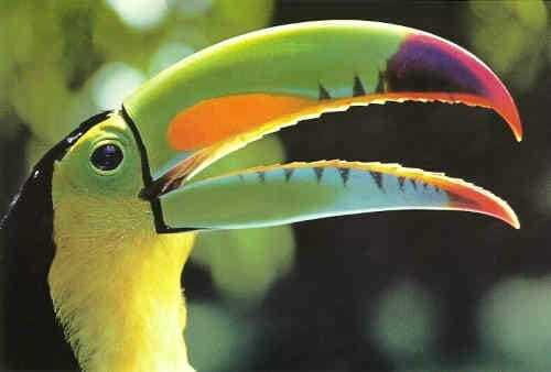 Riviera Maya: Puerto Morelos 4-Hour Bird Watching Tour - Why Puerto Morelos is prime bird-watching country