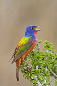 Riviera Maya: Puerto Morelos 4-Hour Bird Watching Tour - Getting there early: pickup times and the A/C van plan