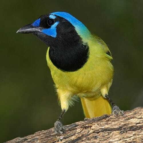 Riviera Maya: Puerto Morelos 4-Hour Bird Watching Tour - 4-hour jungle hiking with a bilingual naturalist guide