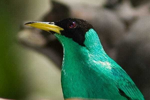 Riviera Maya: Puerto Morelos 4-Hour Bird Watching Tour - What birds you can realistically expect to spot