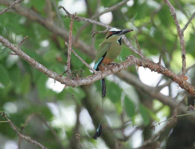 Riviera Maya: Puerto Morelos 4-Hour Bird Watching Tour - Mid-morning break and refueling without slowing the day