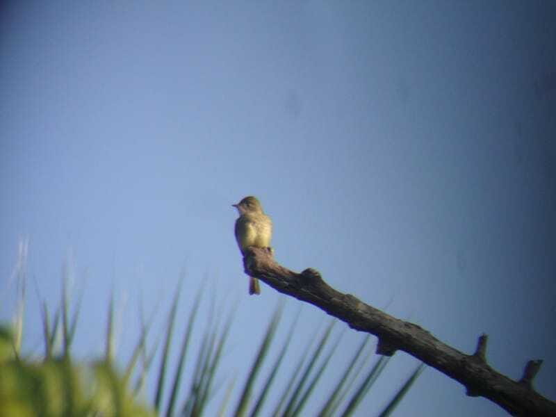 Riviera Maya: Puerto Morelos 4-Hour Bird Watching Tour - Price and value: $690 per group up to 2