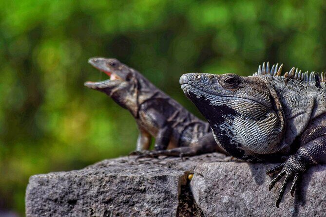 Ruins of Tulum Expres Half Day Private Tour - Who should book this Tulum Ruins Express tour?