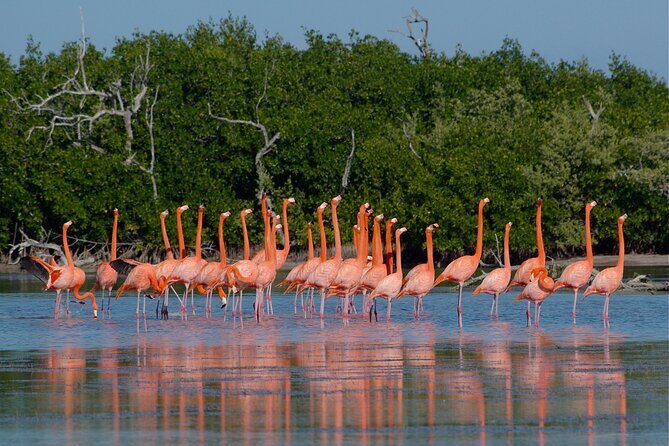 Safari in Rio Lagartos, Coloradas and Mayan Bath - Las Coloradas Park photo session: quick, focused, and built for “wow”