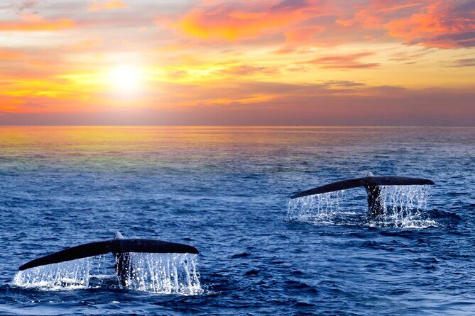 San Jose del Cabo Small-Group Sunrise Whale Watching - Key Reasons This Sunrise Whale Trip Feels Worth It