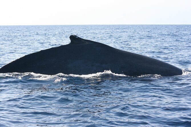 San Jose del Cabo Small-Group Sunrise Whale Watching - How the Two-Hour Morning Unfolds