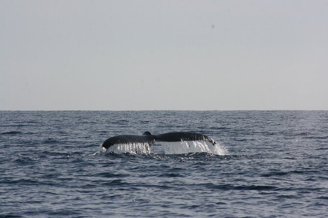 San Jose del Cabo Small-Group Sunrise Whale Watching - Best Time to Book and What Weather Means for Your Plans
