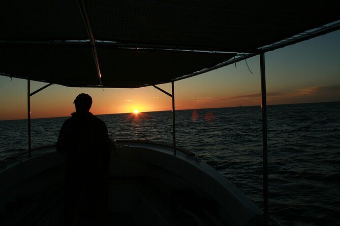 San Jose del Cabo Small-Group Sunrise Whale Watching - The Whales You’re Going For: Humpbacks and Greys in Season