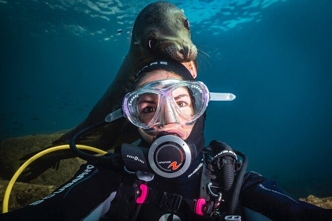 Scuba Dive in La Paz: Sea Lions, Turtles, Fish Schools and Wrecks - Key points before you go