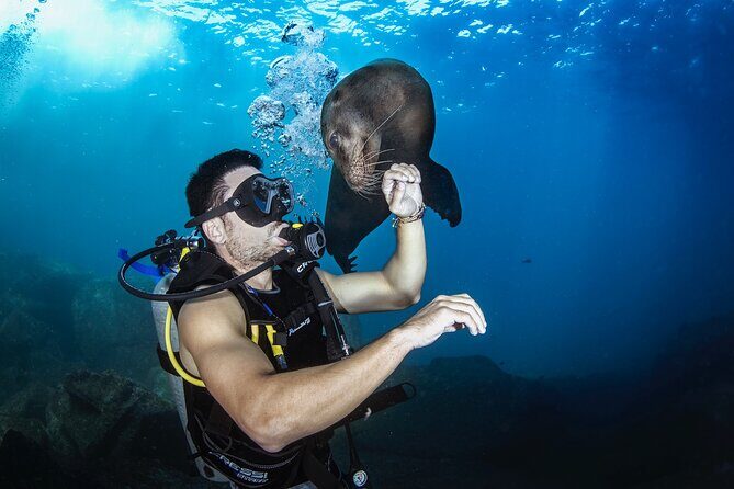 Scuba Dive in La Paz: Sea Lions, Turtles, Fish Schools and Wrecks - From 8:30 am meetup to the 90-minute sail: how the morning runs
