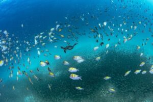 Scuba Dive in La Paz: Sea Lions, Turtles, Fish Schools and Wrecks - Two guided underwater sessions, paced to your level