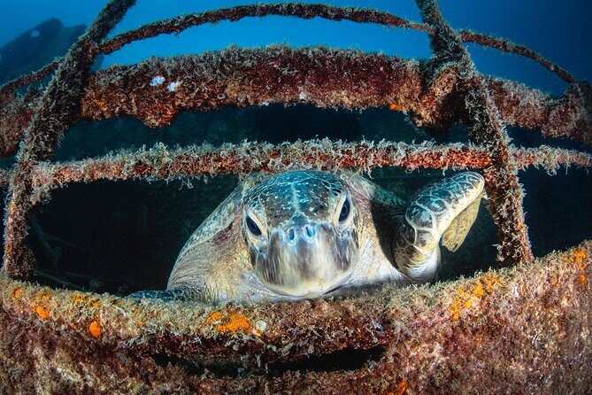 Scuba Dive in La Paz: Sea Lions, Turtles, Fish Schools and Wrecks - Wrecks and rocky reefs: fish schools and the small things that matter