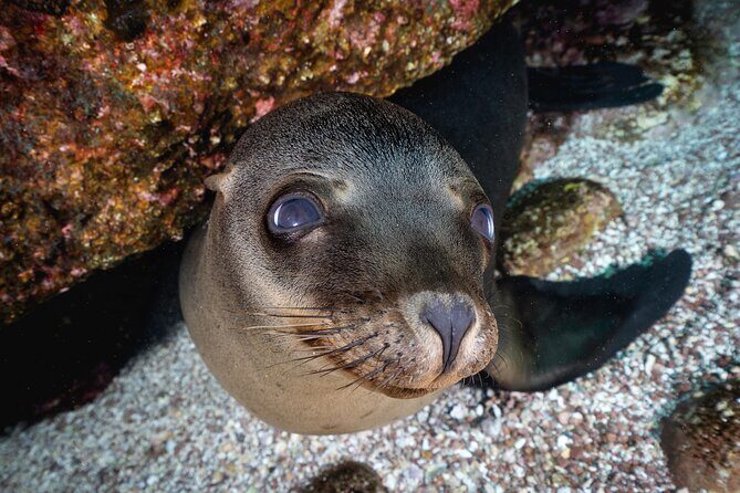 Scuba Dive in La Paz: Sea Lions, Turtles, Fish Schools and Wrecks - What wildlife you might see, and how to watch without getting frantic