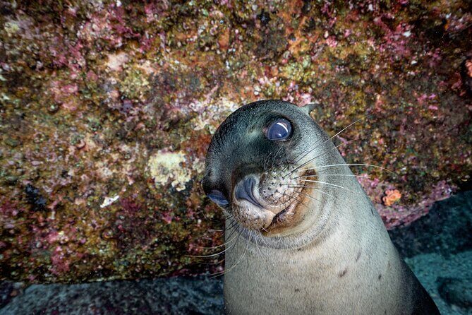 Scuba Dive in La Paz: Sea Lions, Turtles, Fish Schools and Wrecks - Small-group format (max six) and why it changes the whole day