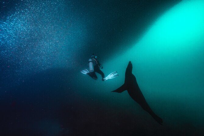 Scuba Dive in La Paz: Sea Lions, Turtles, Fish Schools and Wrecks - Price and value: what $226.40 covers, and what to budget extra