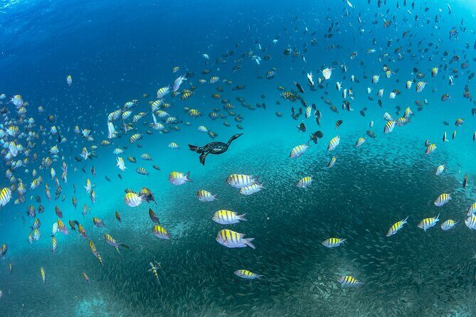 Scuba Dive in La Paz: Sea Lions, Turtles, Fish Schools and Wrecks - Two guided underwater sessions, paced to your level