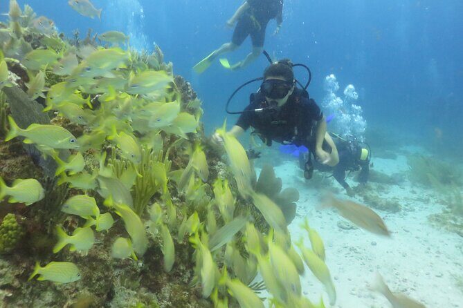 Scuba Diving (1st time) in Cancun Beginner's WELCOMED! - Second Underwater Stop at the MesoAmerican Reef: A World-Class Reef Without Needing Experience