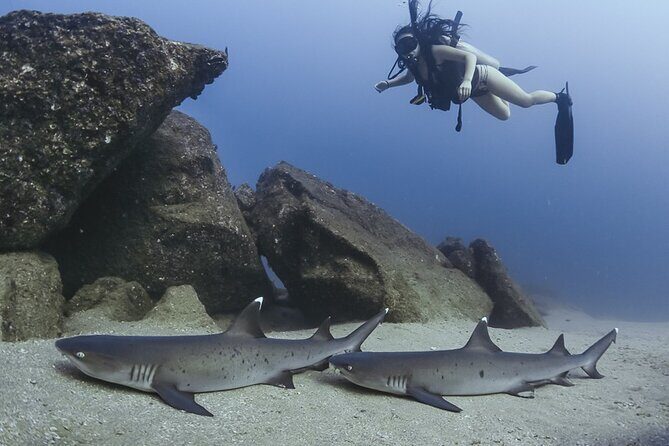 Scuba Diving - Equipment and costs: what’s included, what might cost extra