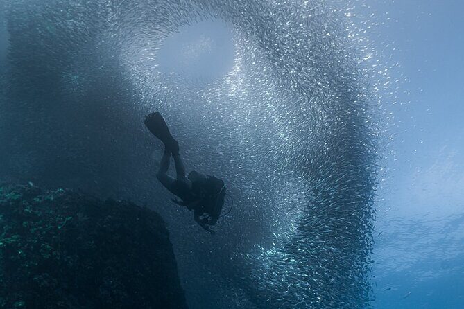 Scuba Diving - Wildlife you can look forward to (and how to spot it)