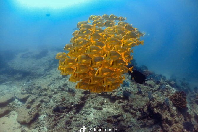 Scuba Diving adventure Cabo pulmo - Key Highlights Worth Getting Excited About
