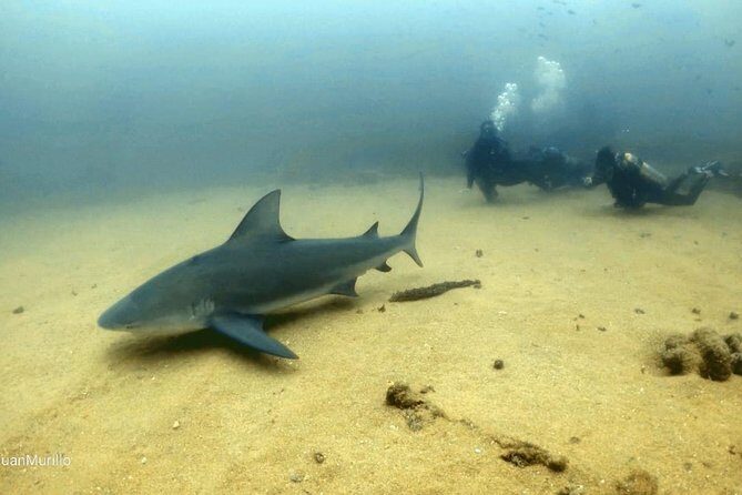 Scuba Diving adventure Cabo pulmo - Cabo Pulmo Marine Preserve: Why This Reef Day Matters