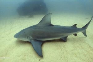 Scuba Diving adventure Cabo pulmo - Hotel Pickup and Small-Group Flow From Los Cabos