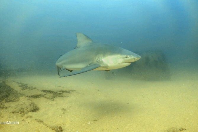 Scuba Diving adventure Cabo pulmo - A Real Look at the 5-Hour Schedule