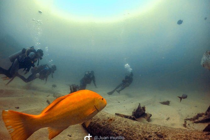 Scuba Diving adventure Cabo pulmo - What’s Included (and Why It Improves the Day)