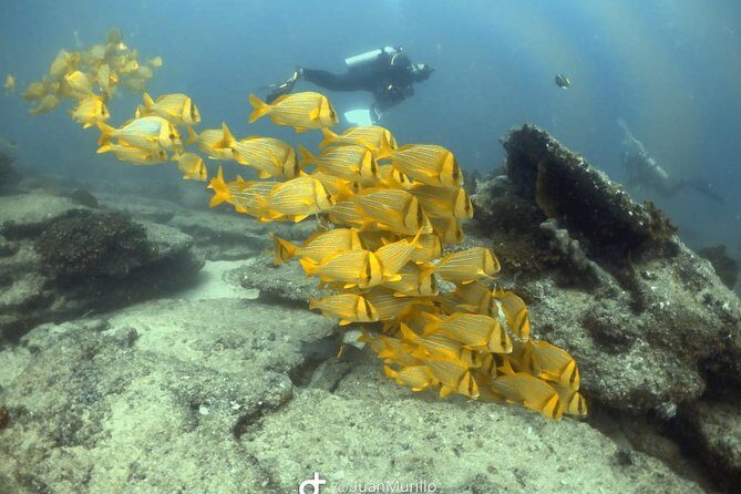 Scuba Diving adventure Cabo pulmo - Price and Value: Is $230 Fair for a Cabo Pulmo Reef Day?