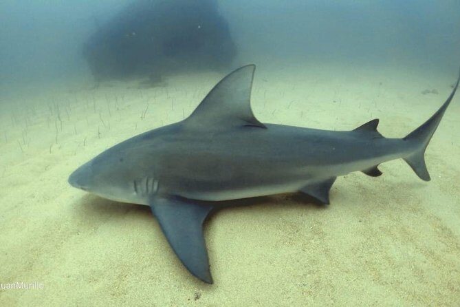 Scuba Diving adventure Cabo pulmo - Hotel Pickup and Small-Group Flow From Los Cabos