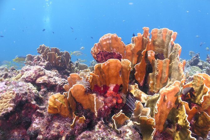 Scuba Diving Adventure WITHOUT CERTIFICATION! Try it today! - Classroom basics, then skills in 3–4 feet of water