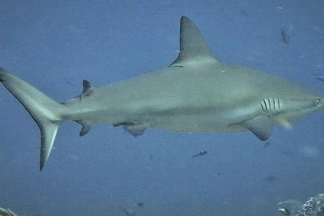 Scuba Diving Adventure WITHOUT CERTIFICATION! Try it today! - Small groups and close instruction: why you feel safe
