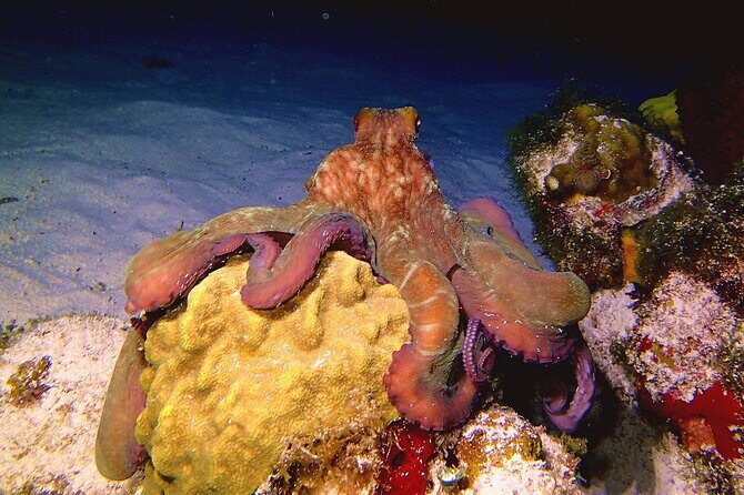 Scuba Diving Adventure WITHOUT CERTIFICATION! Try it today! - Getting your bearings: meeting point and schedule at 11:00 am