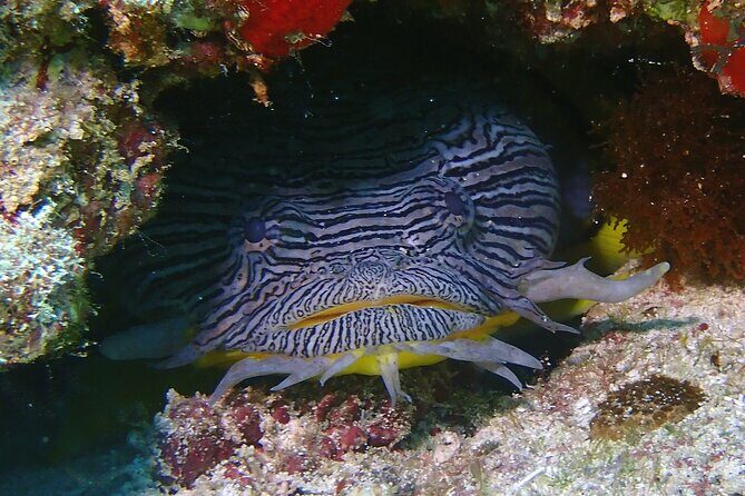 Scuba Diving Adventure WITHOUT CERTIFICATION! Try it today! - Underwater museum photos and the extra way to remember it