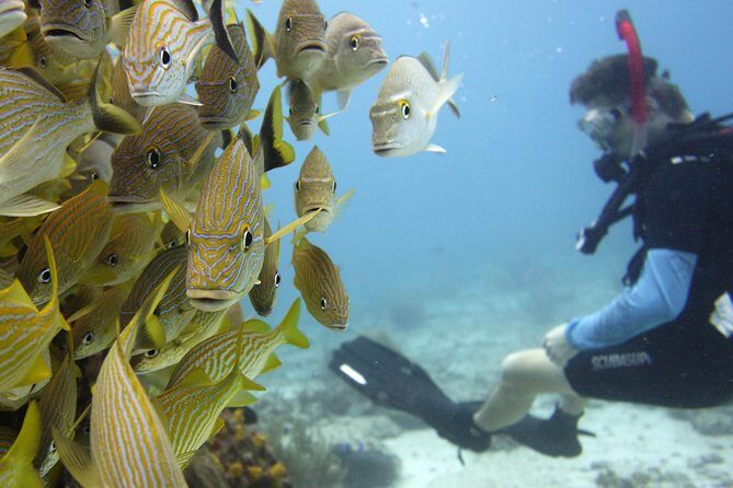 Scuba diving at MUSA the underwater museum for certified divers - Manchones reef: the living counterpart to the museum