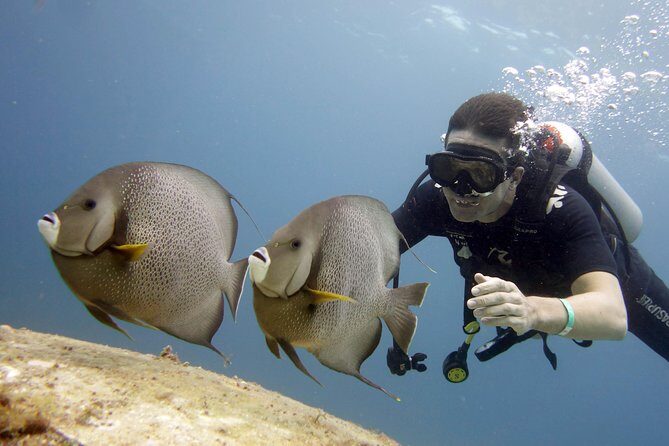 Scuba diving at MUSA the underwater museum for certified divers - Price and value: what $135 really covers