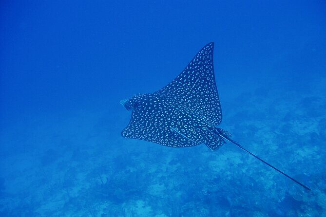 Scuba Diving for Beginners in Acapulco - The First Underwater Session: Instruction That Gets You Moving