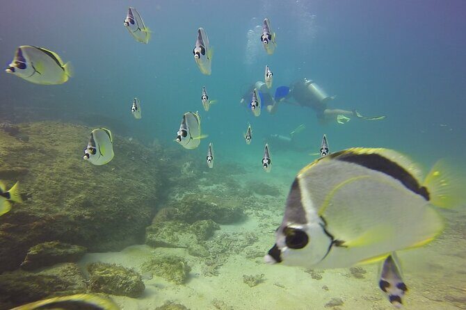 Scuba Diving for Beginners in Acapulco - The Second Session: Putting Skills Into Practice Again