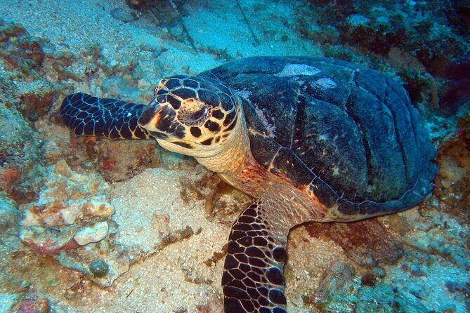Scuba Diving for Beginners in Acapulco - Snacks, Drinks, and the Little Comforts That Help