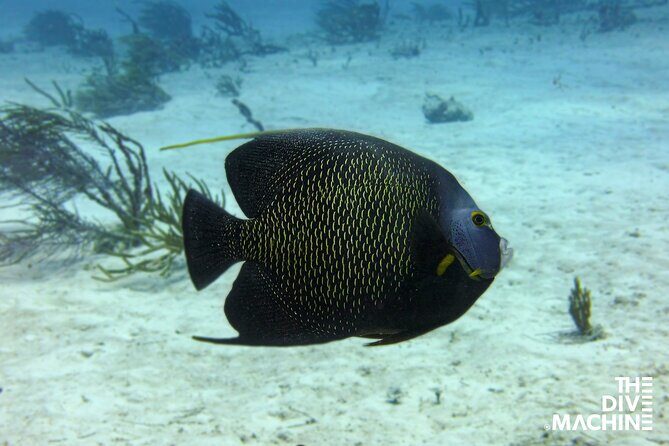 Scuba Diving for Beginners – Tulum Dive Machine - Casa Cenote setup: theory and shallow training in clear mangrove water