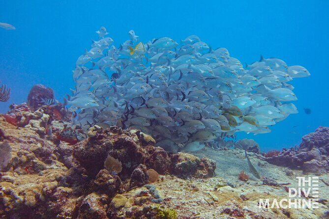 Scuba Diving for Beginners – Tulum Dive Machine - The 5-hour timeline that keeps beginners from burning out