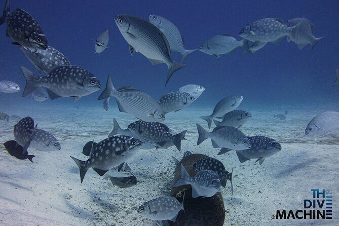 Scuba Diving for Beginners – Tulum Dive Machine - Price and value: what $198 covers, plus the MX$500 tax