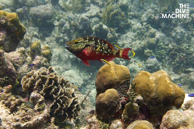 Scuba Diving for Beginners – Tulum Dive Machine - Who this experience fits best (and when to rethink it)
