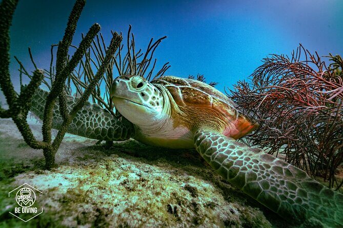 Scuba Diving in Cozumel Island - Key Things You’ll Notice Right Away