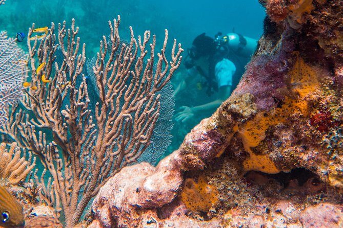 Scuba Diving in Cozumel Island - Getting to Cozumel: Meet in Centro, Then Roll to the Marina