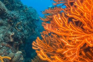 Scuba Diving in Cozumel Island - Why This Reef Route Feels Like Real Cozumel
