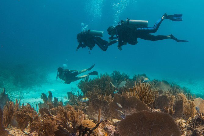 Scuba Diving in Cozumel Island - Gear, Fees, and the Real Cost of “$220”