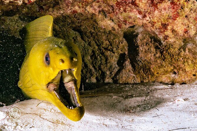 Scuba Diving in Cozumel Island - Learning, Refresher Skills, and Who Should Book